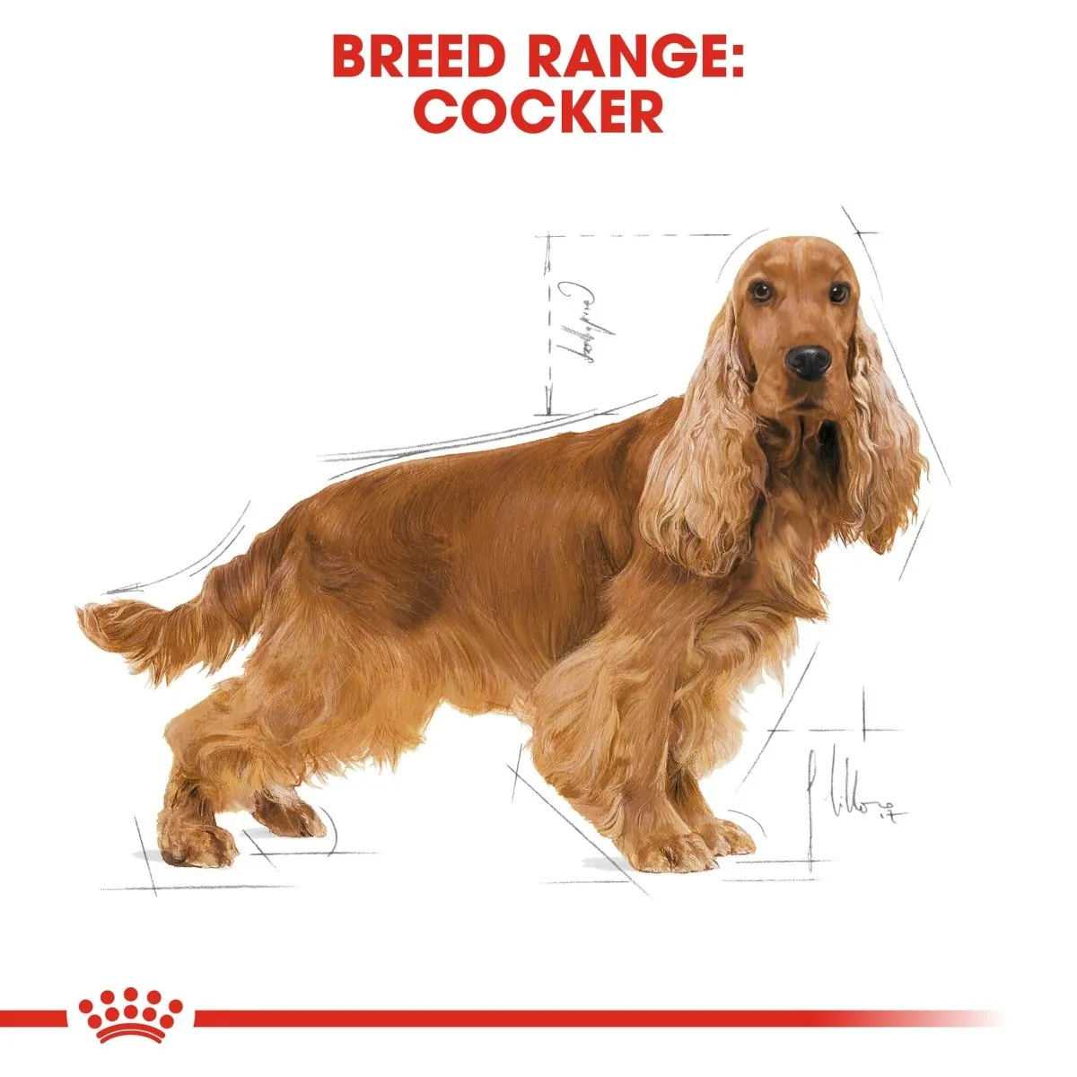 ROYAL CANIN® Breed Health Nutrition Cocker Spaniel Adult Dry Dog Food