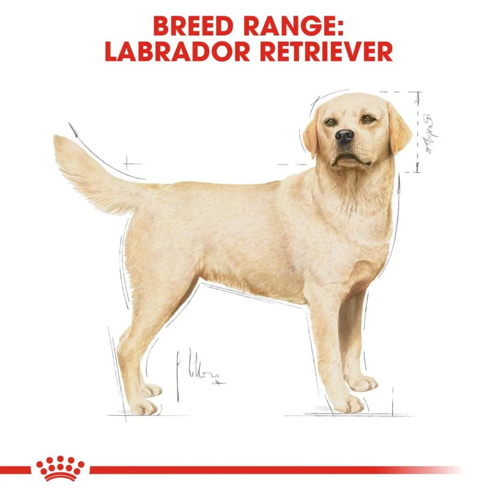 Royal Canin Labrador Adult 3kg Dry Dog Food - Breed Health Nutrition